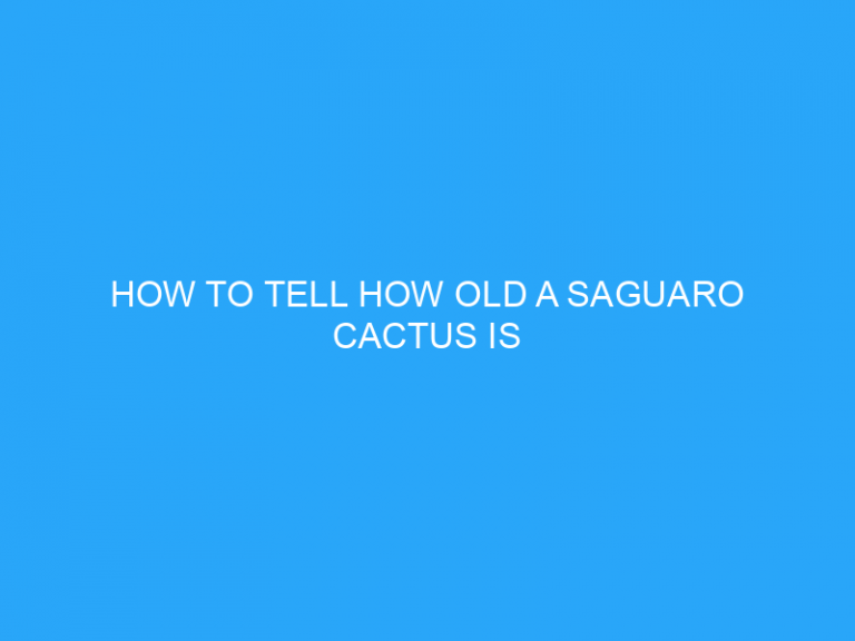 How To Tell How Old A Saguaro Cactus Is