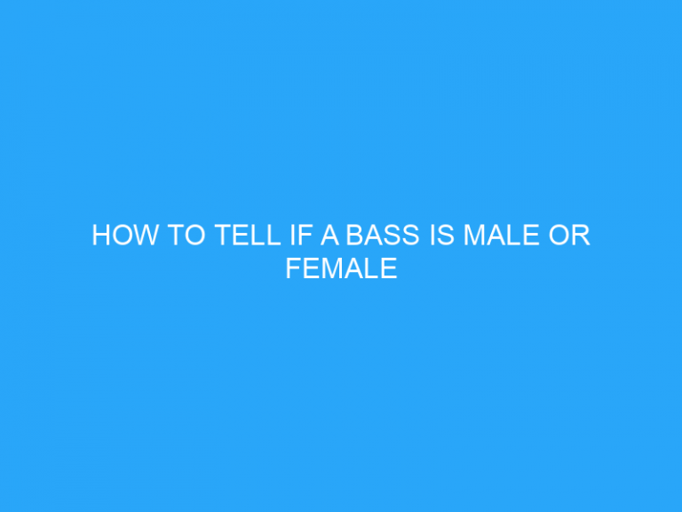 How To Tell If A Bass Is Male Or Female