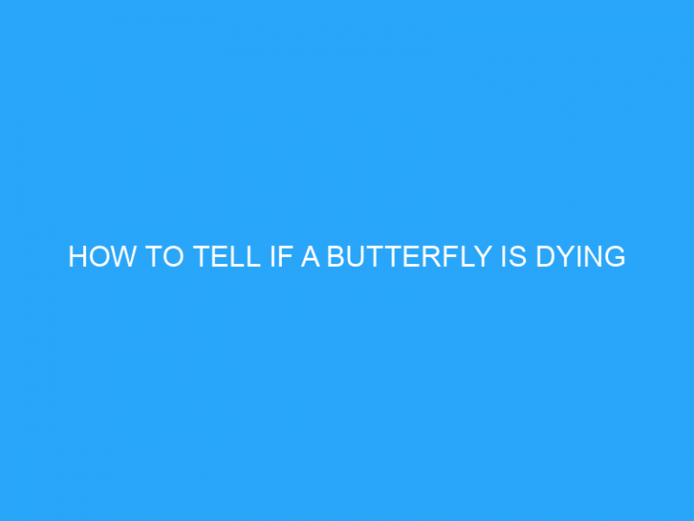 How To Tell If A Butterfly Is Dying