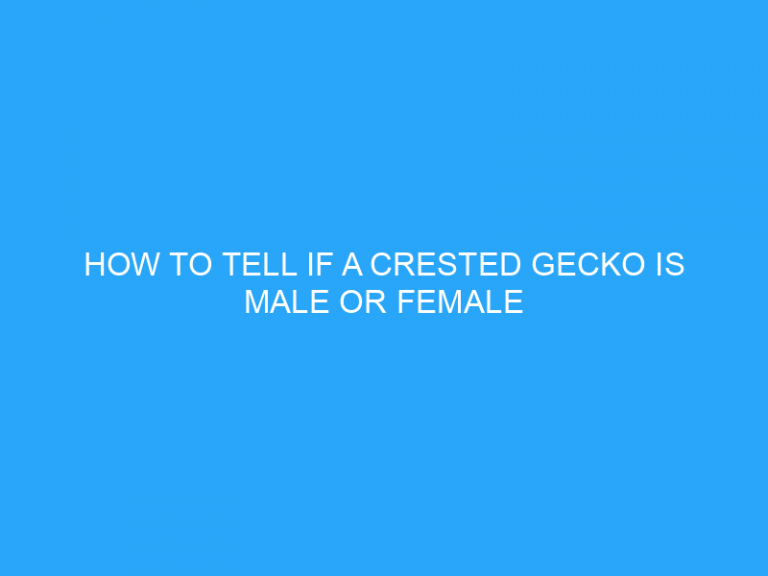 How To Tell If A Crested Gecko Is Male Or Female