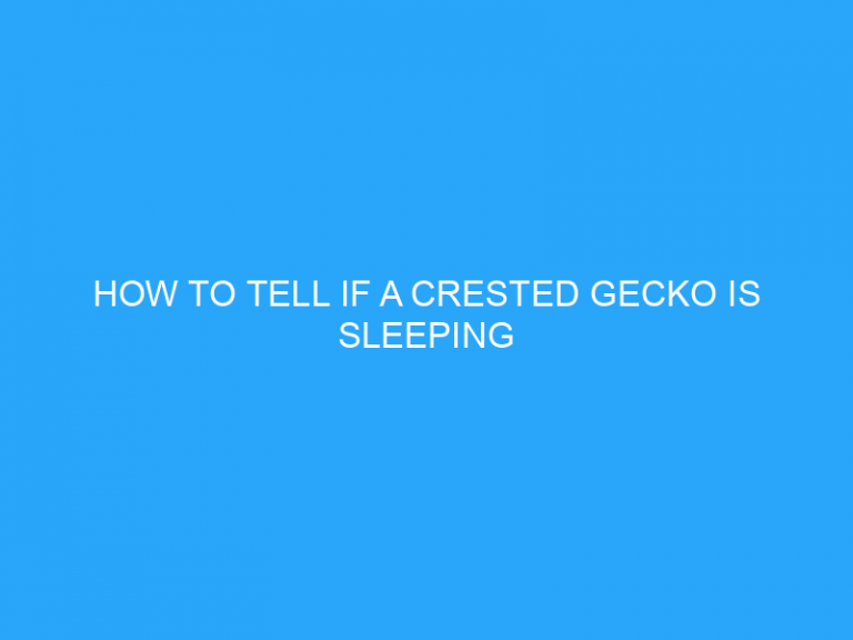 How To Tell If A Crested Gecko Is Sleeping