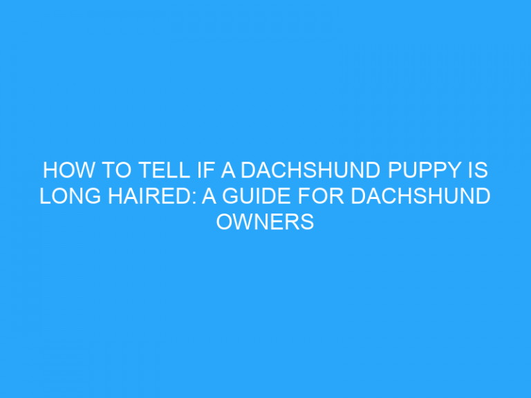 How To Tell If A Dachshund Puppy Is Long Haired: A Guide For Dachshund Owners