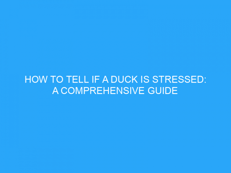 How To Tell If A Duck Is Stressed: A Comprehensive Guide