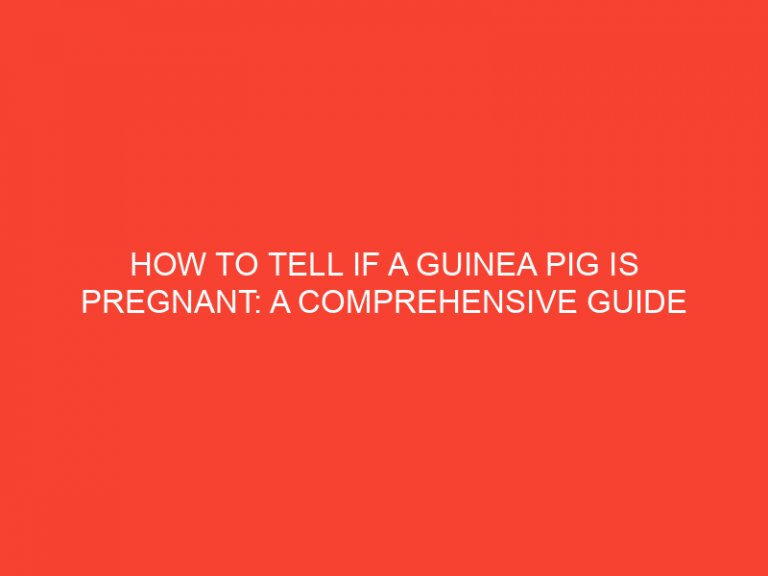 How To Tell If A Guinea Pig Is Pregnant: A Comprehensive Guide