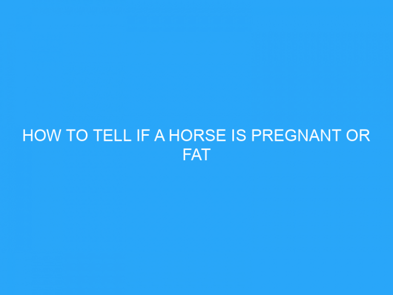 How To Tell If A Horse Is Pregnant Or Fat