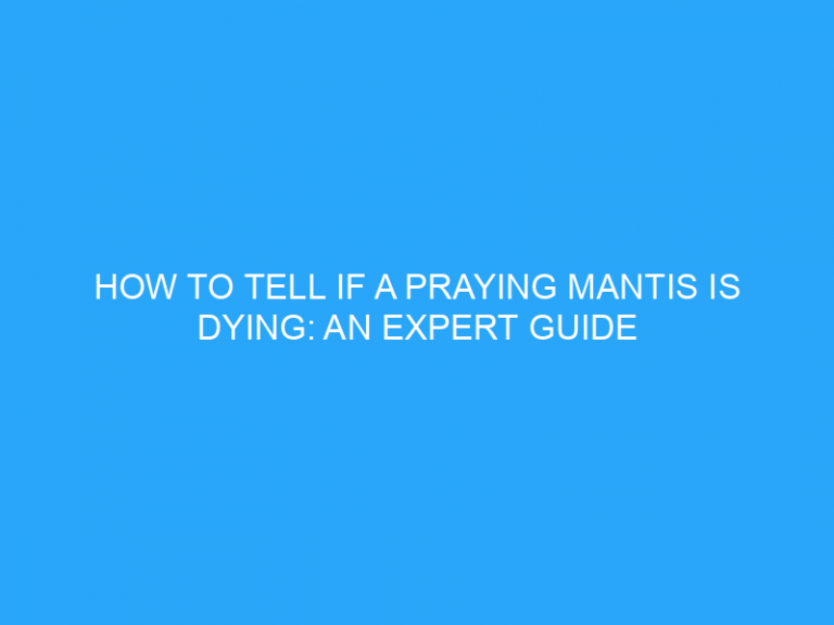 How To Tell If A Praying Mantis Is Dying: An Expert Guide