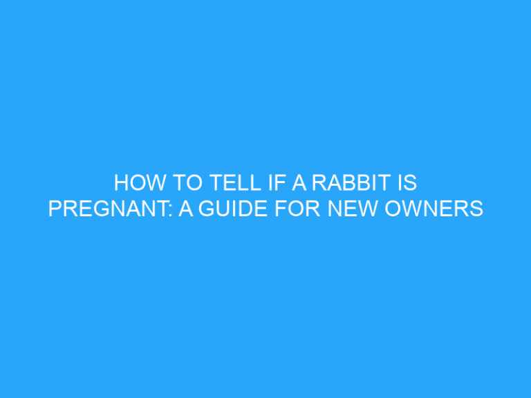 How To Tell If A Rabbit Is Pregnant: A Guide For New Owners