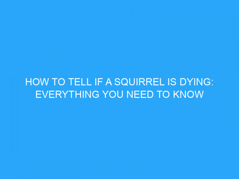 How To Tell If A Squirrel Is Dying: Everything You Need To Know