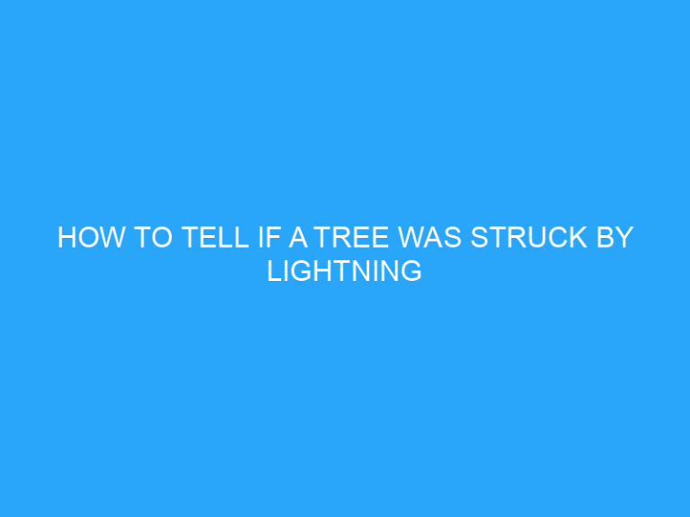 How To Tell If A Tree Was Struck By Lightning