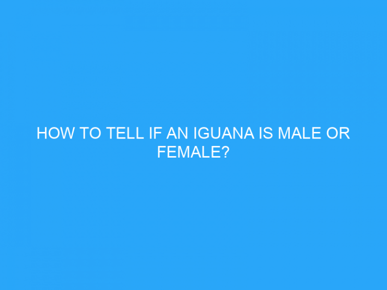 How To Tell If An Iguana Is Male Or Female?