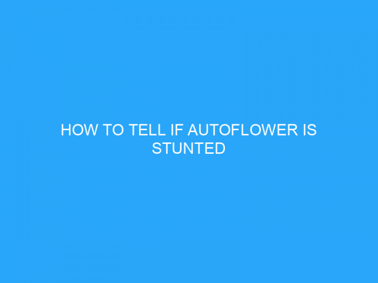 How To Tell If Autoflower Is Stunted