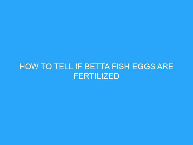 How To Tell If Betta Fish Eggs Are Fertilized