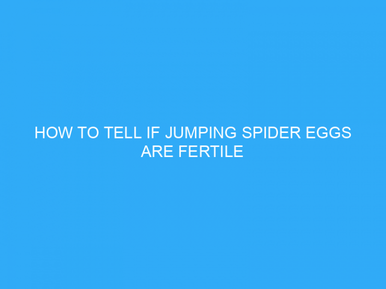 How To Tell If Jumping Spider Eggs Are Fertile