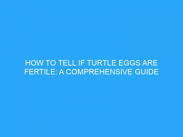 How To Tell If Turtle Eggs Are Fertile: A Comprehensive Guide