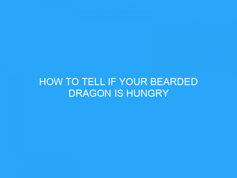 How To Tell If Your Bearded Dragon Is Hungry