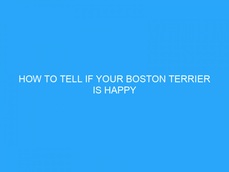 How To Tell If Your Boston Terrier Is Happy