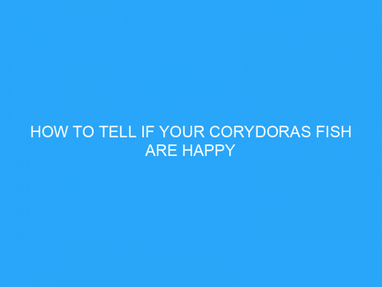 How To Tell If Your Corydoras Fish Are Happy