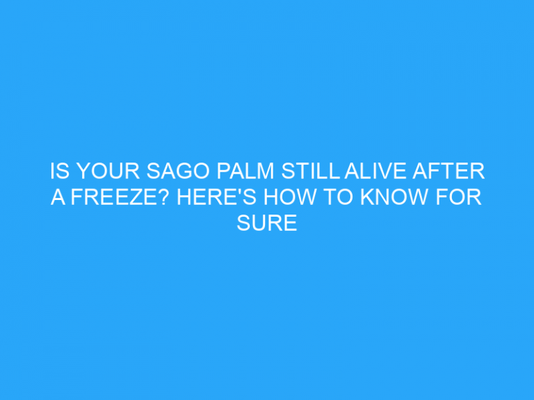 Is Your Sago Palm Still Alive After A Freeze? Here’S How To Know For Sure