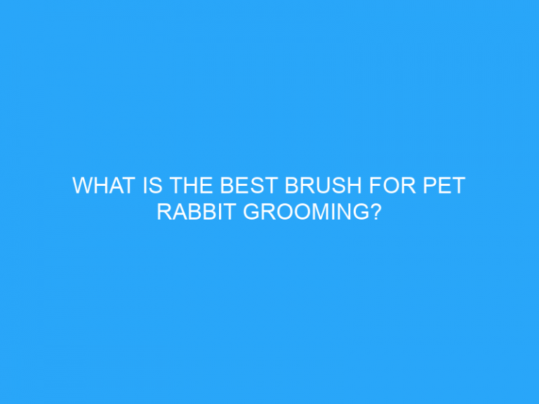 What Is The Best Brush For Pet Rabbit Grooming?