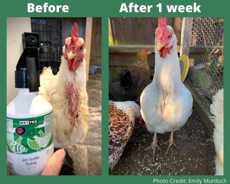 2023’S Top Anti-Pecking Sprays For Chicken Owners – Protect Your Flock & Keep Them Happy!