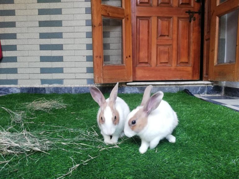 Discover The Top 10 Artificial Grass Varieties For Rabbit Owners In 2023