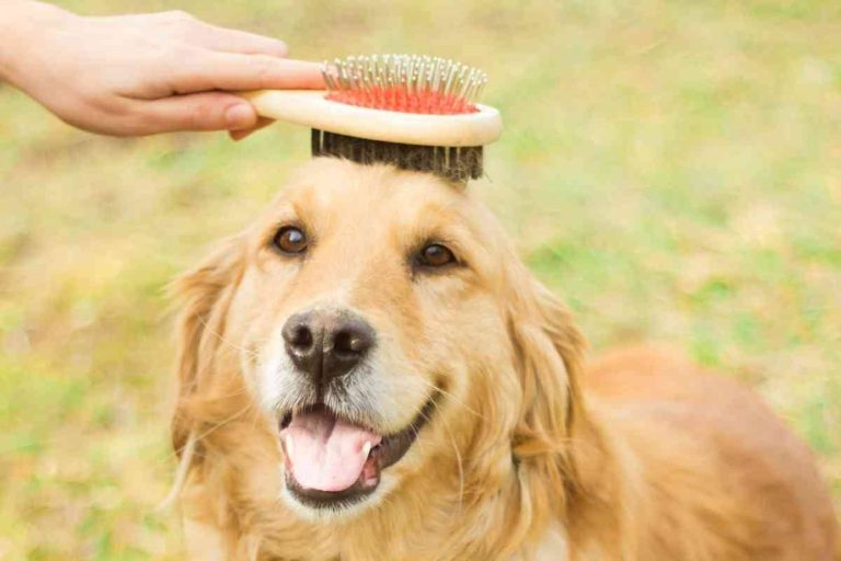 2023’S Best Brush: The Definitive Guide To Grooming Your Golden Retriever