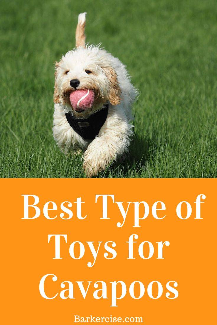 2023’S Best Chew Toys For Cavapoo Puppies: Find The Perfect Fit For Your Loving Pooch!