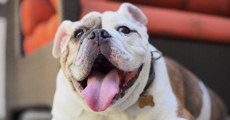 Rev Up Your Pet’S Health In 2023: The Best Chew Treats For English Bulldogs