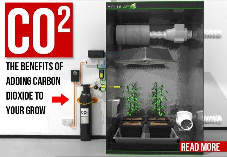 Discovering The Ultimate Solution To Your Grow Tent Needs: The Best Co2 For Grow Tent In 2023