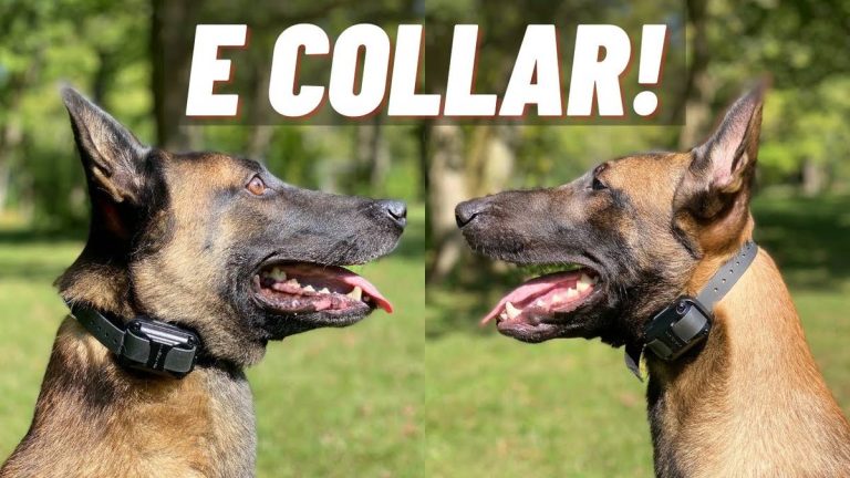 2023’S Best Collar For Your Belgian Malinois: The Definitive Guide