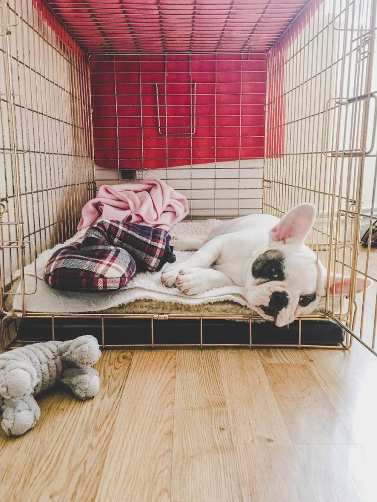 2023: The Best Crate For Your French Bulldog – Comfort, Convenience, And Durability Combined!