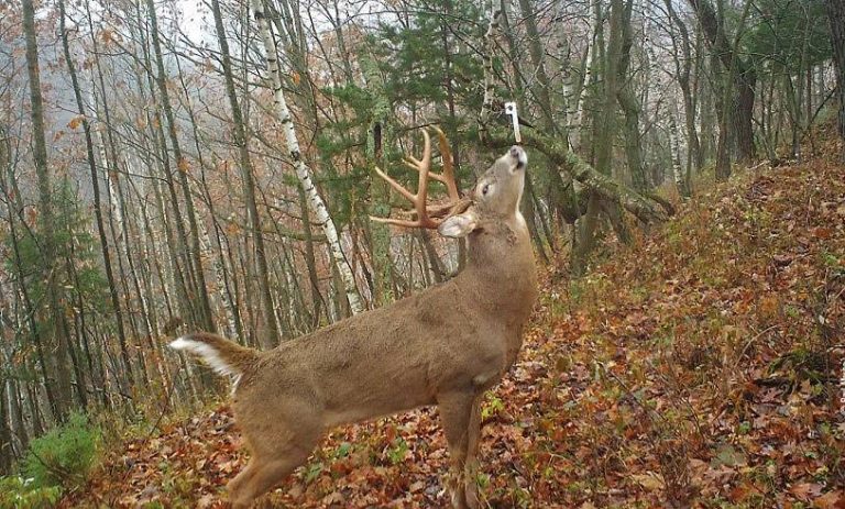 2023’S Top Deer Scent For Creating The Perfect Mock Scrape – A Comprehensive Guide To Attracting Big Bucks!