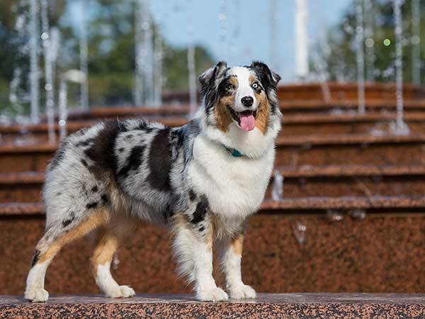 Discover The Best Dog Clippers For Australian Shepherds In 2023 – Get A Professional Cut At Home!