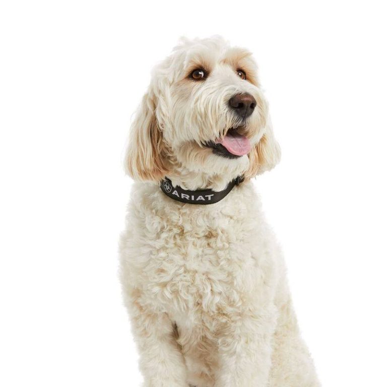 The Ultimate Guide To Finding The Right Dog Collar For Your Labradoodle In 2023