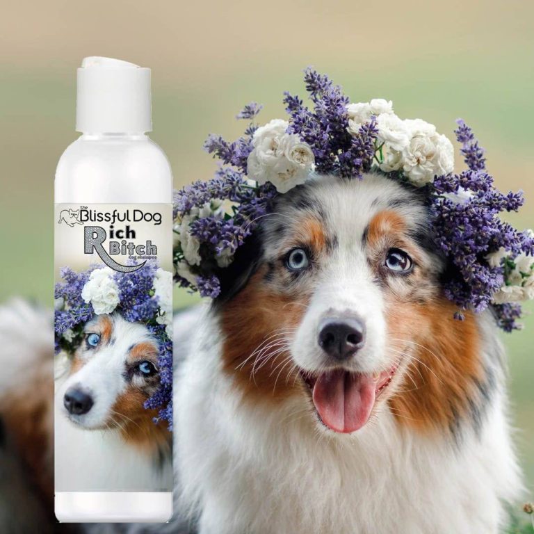 2023: The Best Dog Shampoo For Australian Shepherds – Get The Softest & Healthiest Fur Today!