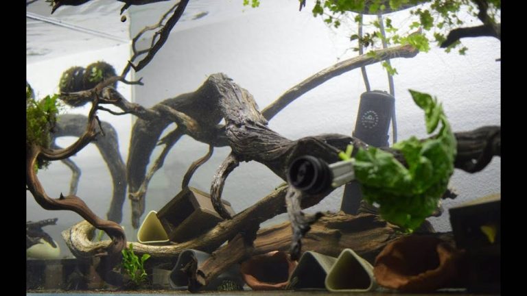 2023’S Top 10 Best Driftwood Options For Plecos – For A Healthy & Happy Aquarium!