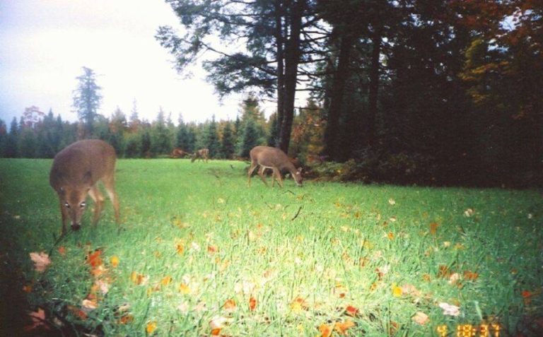 2023’S Best Food Plot For Poor Soil: How To Make A Rich Harvest In Even The Most Unfavorable Conditions