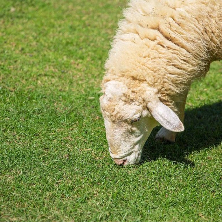 2023’S Top-Rated Grasses For Sheep: Find The Best Option For Your Flock!