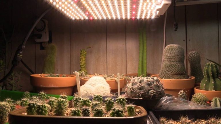 2023’S Top-Rated Grow Lights: The Best Choice For Cactus Care