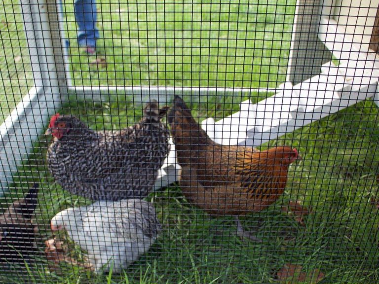 2023’S Best Hardware Cloth For Chicken Coop: Pro Tips For Finding The Perfect Fit