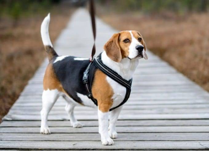 2023 Buyer’S Guide: Find The Best Harness For Your Beloved Beagle!