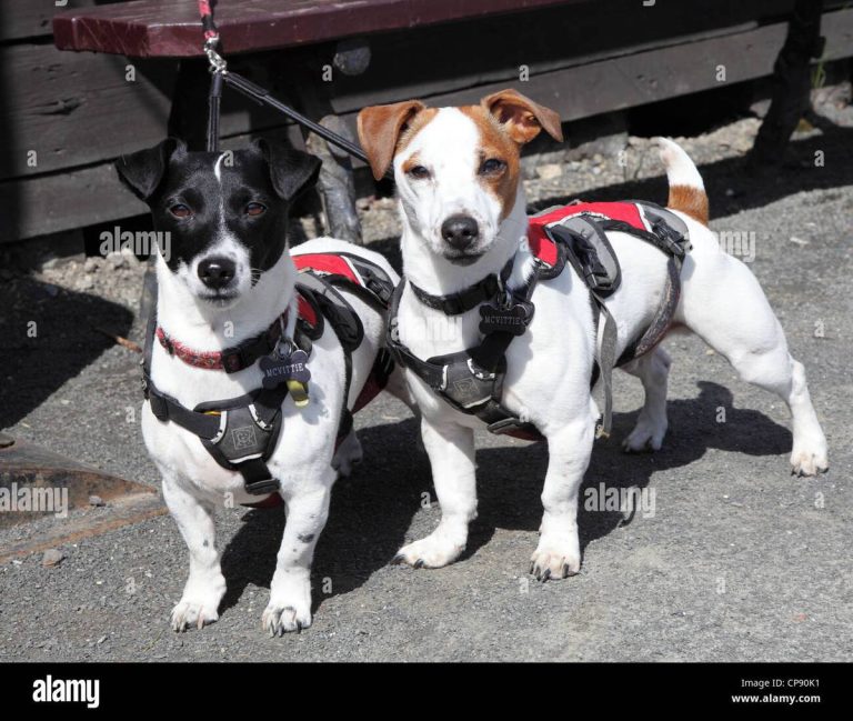 2023: The Best Harness For Your Jack Russell Terrier – Quality Gear To Keep Your Pet Safe And Comfy!