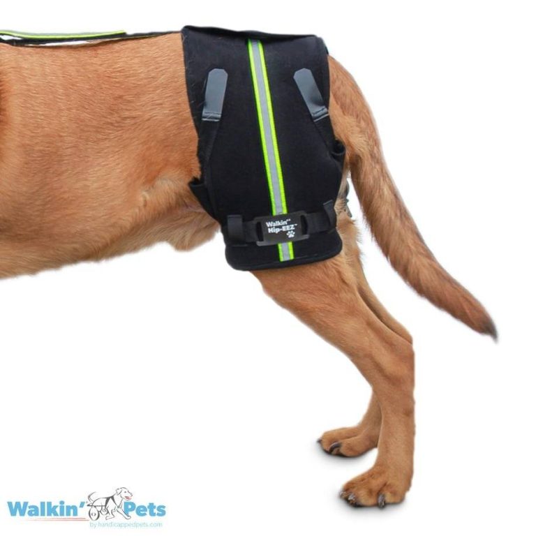 2023’S Top Picks: The Best Hip Brace For Dogs – The Ultimate Guide To Better Mobility And Comfort