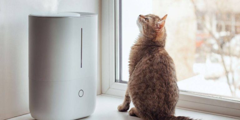 2023’S Top-Rated Humidifiers For Cats: Healthier Air, Happier Cats!