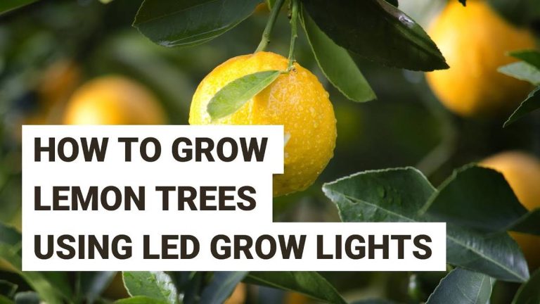 The Definitive Guide To Choosing The Best Indoor Grow Light For Citrus Trees In 2023