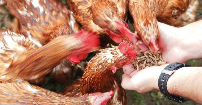 2023’S Top Pick: The Best Insects For A Healthy Flock Of Chickens