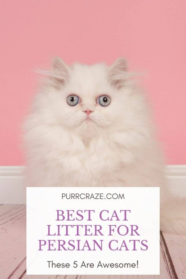 2023 Reviews: Find The Best Litter For Long Hair Cats Now!