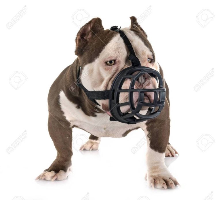 2023’S Best Muzzles For American Bullies: Uncovering The Top Models