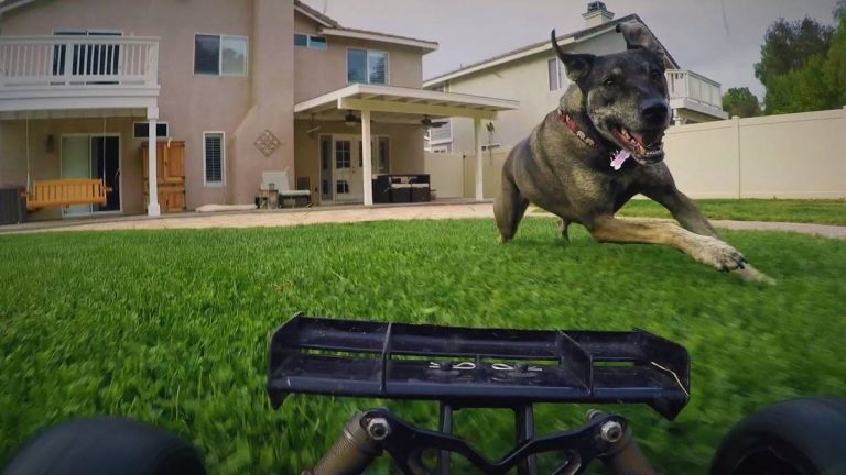 2023’S Best Rc Cars For Dog Lovers: Chase Your Pup’S Wildest Dreams!