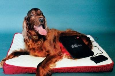 Discover The Ultimate Guide To Red Light Therapy For Dogs In 2023!